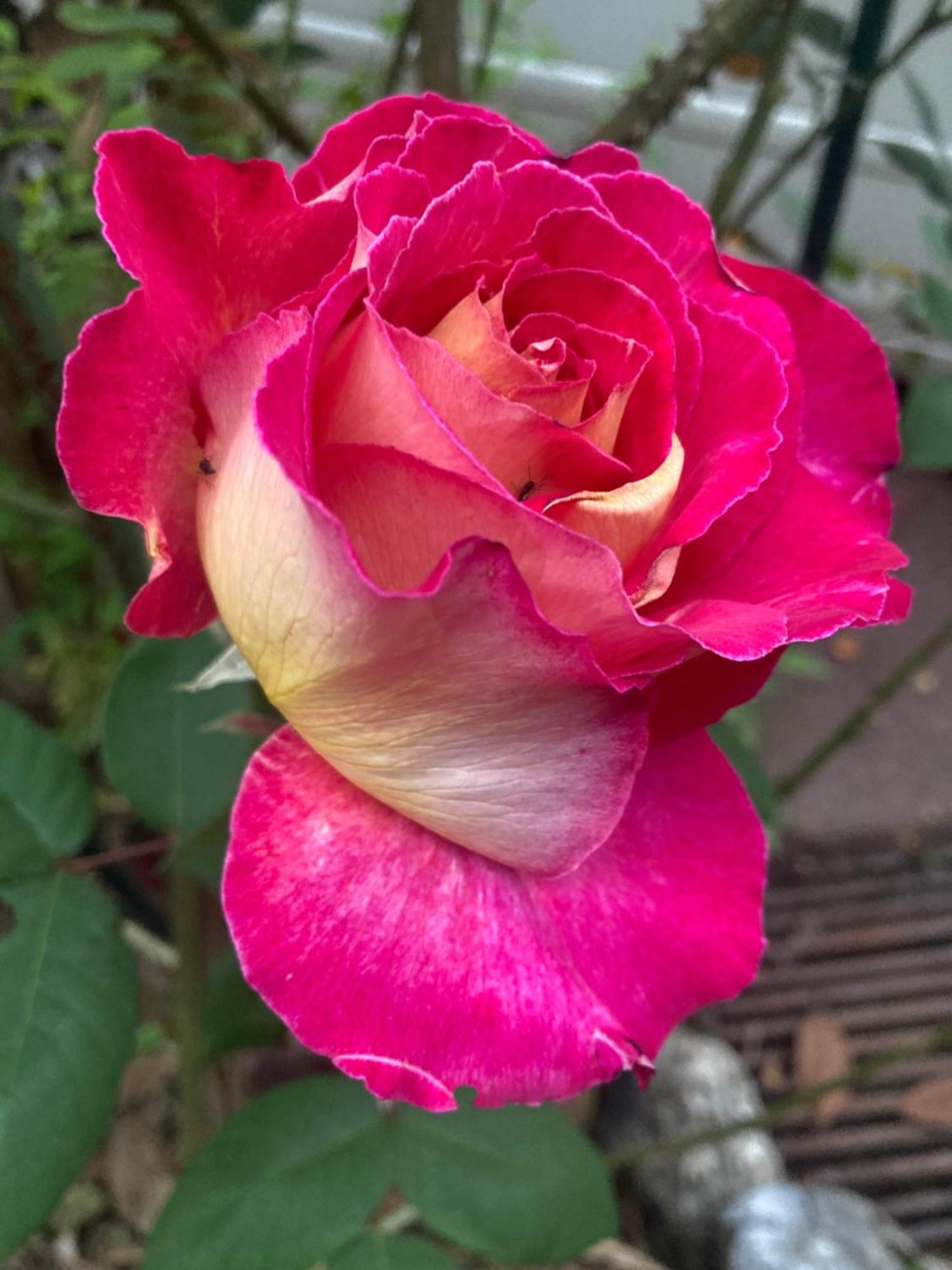 Maison Des Roses Улан Екстериор снимка